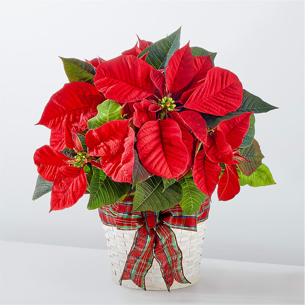 Happiest Holidays Poinsettia – Stardust Flowers, Surrey BC