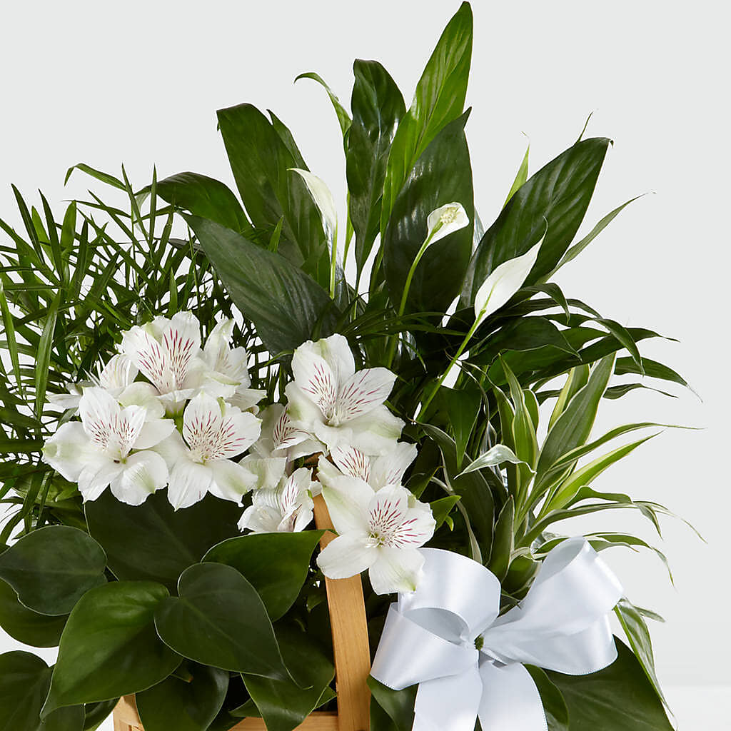 Peace & Serenity Dishgarden – Stardust Flowers, Surrey BC