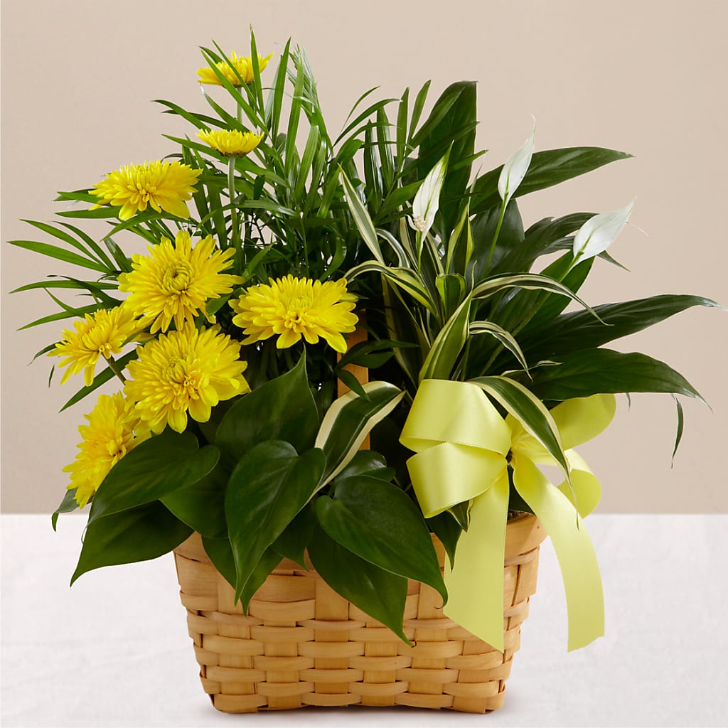 Loving Light Dishgarden – Stardust Flowers, Surrey BC