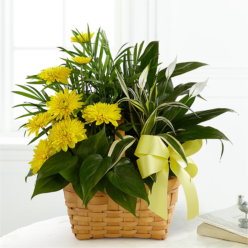 Loving Light Dishgarden – Stardust Flowers, Surrey BC