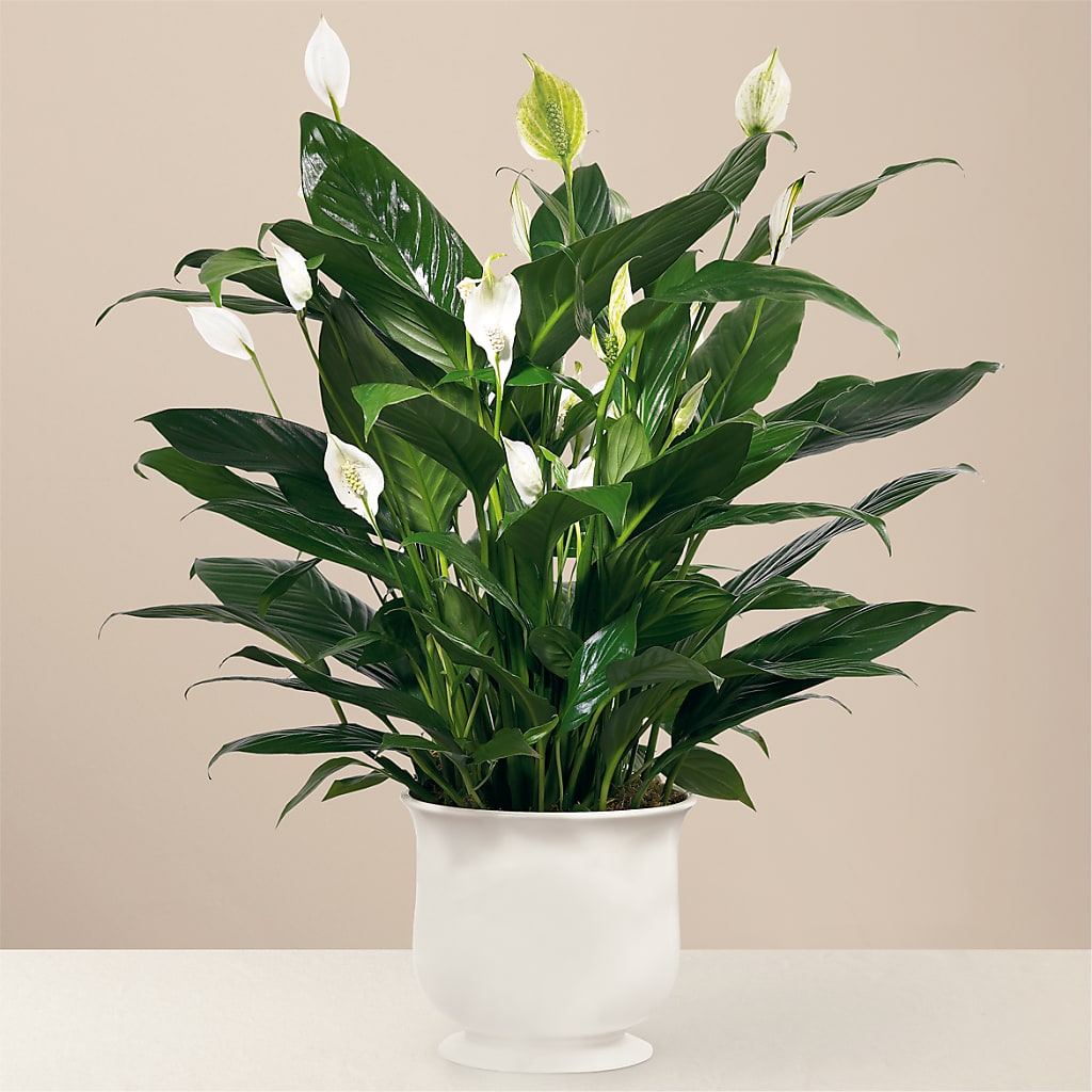 Comfort Planter – Stardust Flowers, Surrey BC
