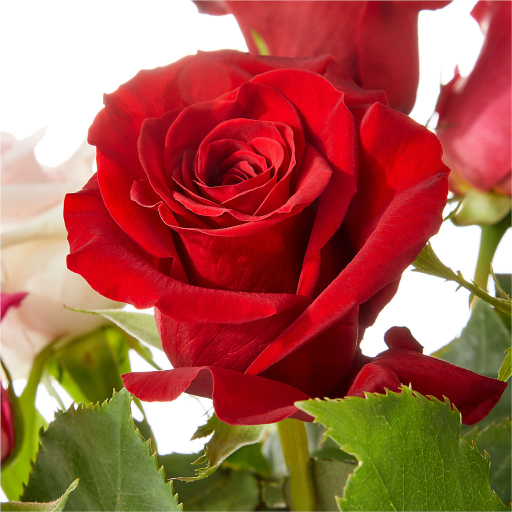 Love Notes Rose Bouquet – Stardust Flowers, Surrey BC
