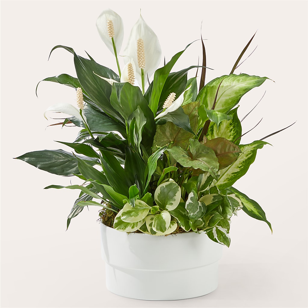 Radiating Positivity Dishgarden – Stardust Flowers, Surrey BC