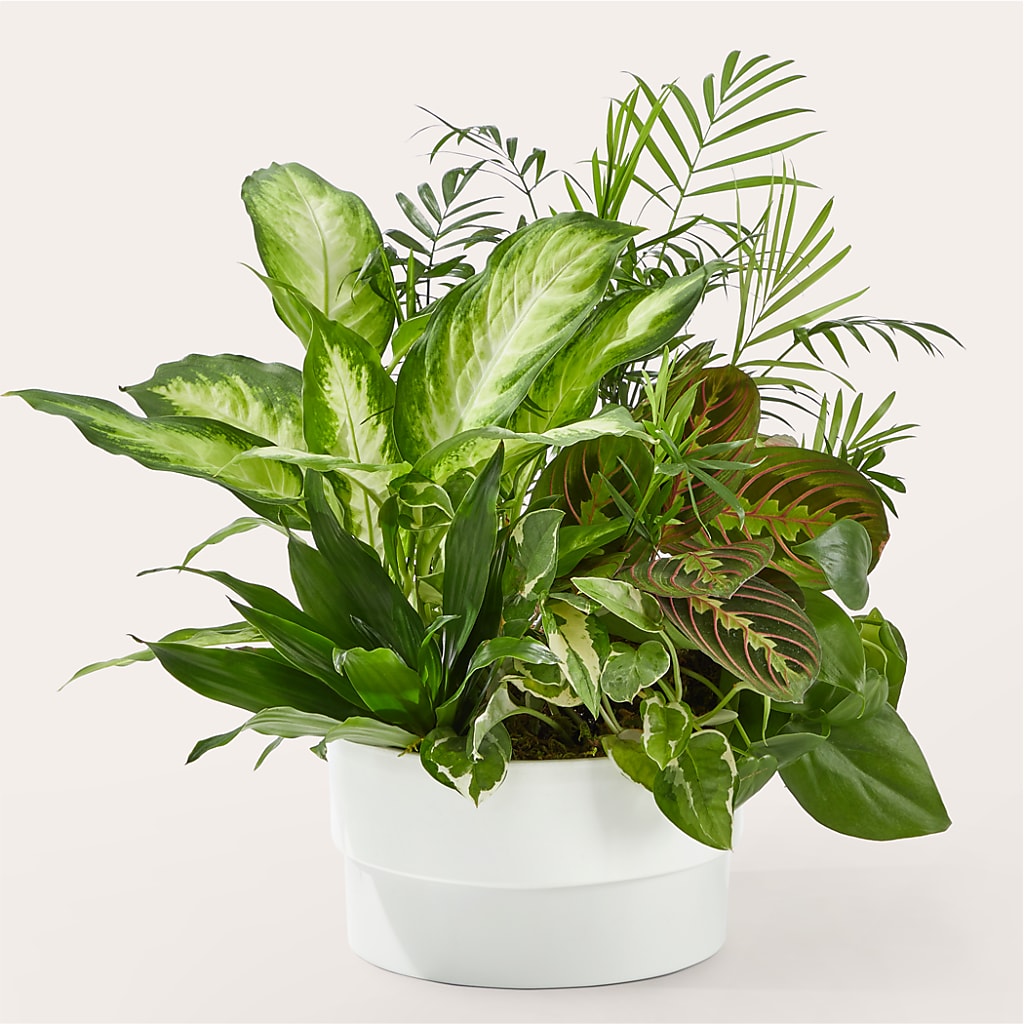 Radiating Positivity Dishgarden – Stardust Flowers, Surrey BC