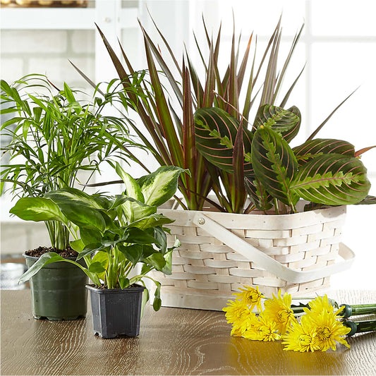 Florist Designed Blooming and Green Plants in a Basket –  Stardust Flowers, Surrey BC