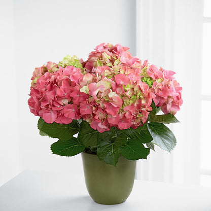 Pink Hydrangea Planter –  Stardust Flowers, Surrey BC