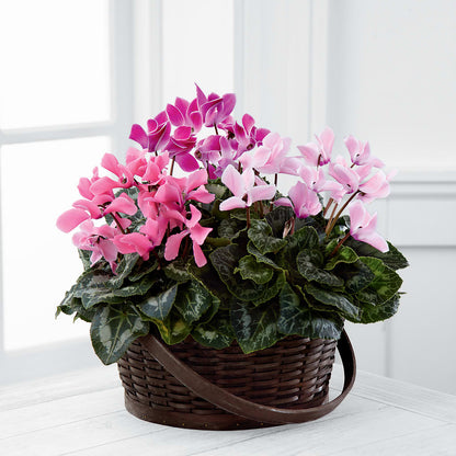 Mixed Cyclamen Planter –  Stardust Flowers, Surrey BC