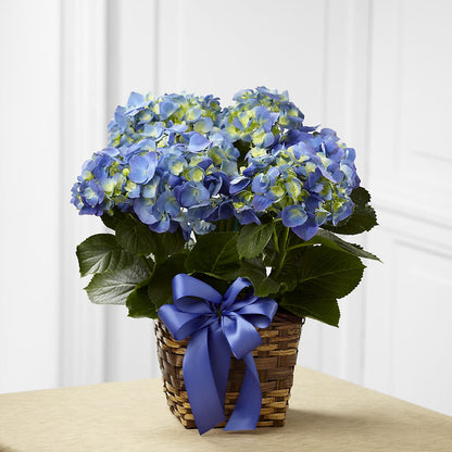 Blue Hydrangea Planter –  Stardust Flowers, Surrey BC