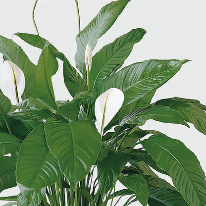 Tranquil Moments Peace Lily Plant –  Stardust Flowers, Surrey BC