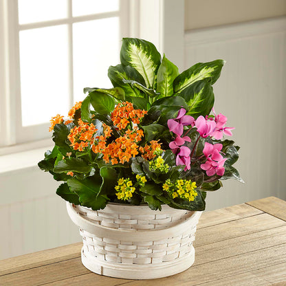 Color Crush Dishgarden –  Stardust Flowers, Surrey BC