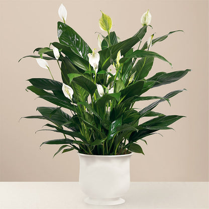 Comfort Planter –  Stardust Flowers, Surrey BC