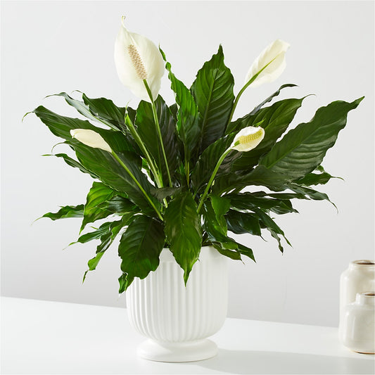 Comfort Planter –  Stardust Flowers, Surrey BC