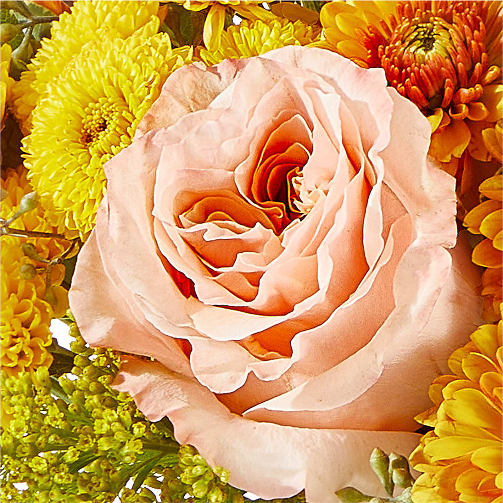 Peachy Pumpkin –  Stardust Flowers, Surrey BC