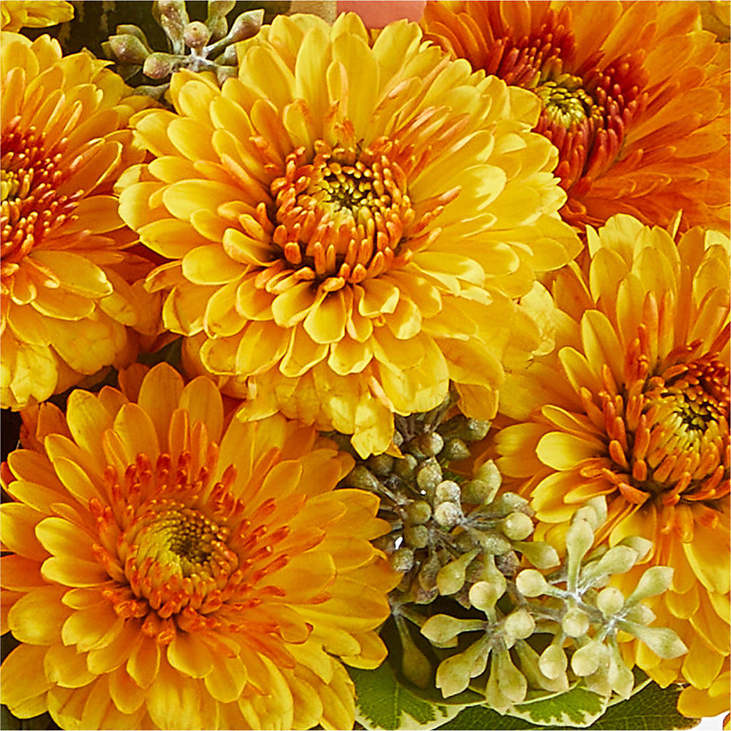 Peachy Pumpkin –  Stardust Flowers, Surrey BC