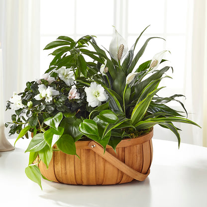 Serene Dishgarden –  Stardust Flowers, Surrey BC