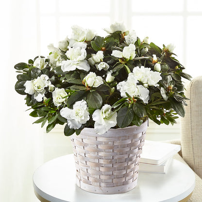 White Azalea Plant –  Stardust Flowers, Surrey BC