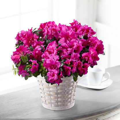 Hope & Serenity Azalea Plant –  Stardust Flowers, Surrey BC