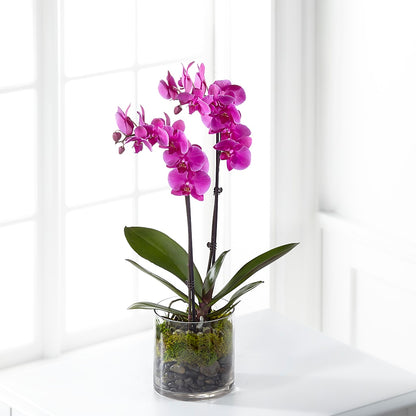 Pink Orchid Plant –  Stardust Flowers, Surrey BC