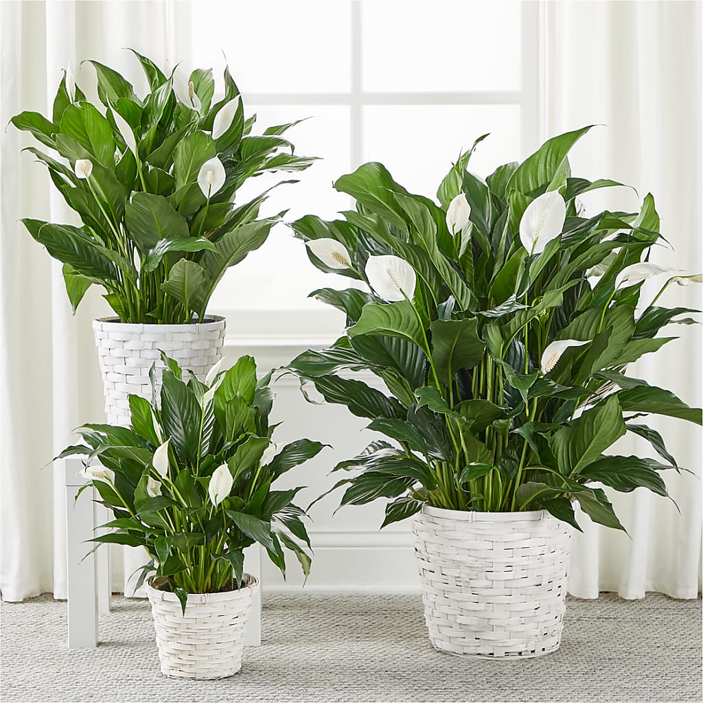 A New Leaf Peace Lily –  Stardust Flowers, Surrey BC