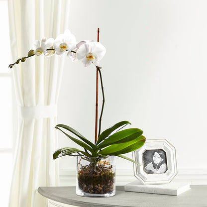 White Orchid Planter –  Stardust Flowers, Surrey BC